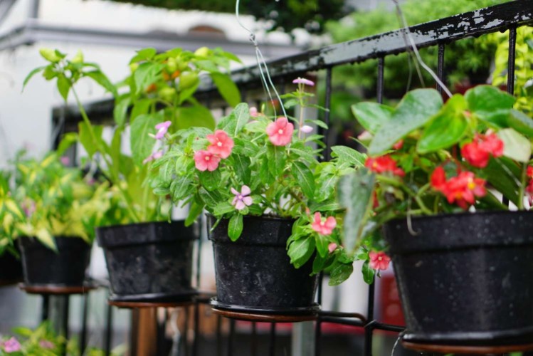 protéger les pots de fleurs en été