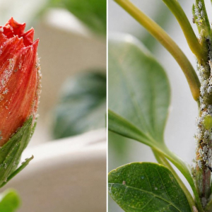 pucerons sur l'hibiscus comment les éliminer naturellement