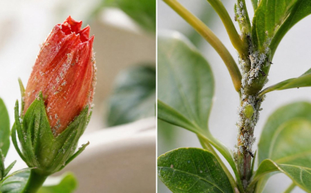 pucerons sur l'hibiscus comment les éliminer naturellement