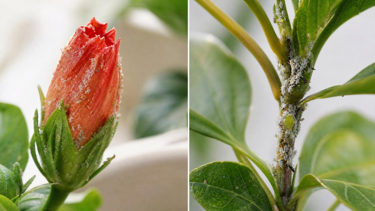 pucerons sur l'hibiscus comment les éliminer naturellement
