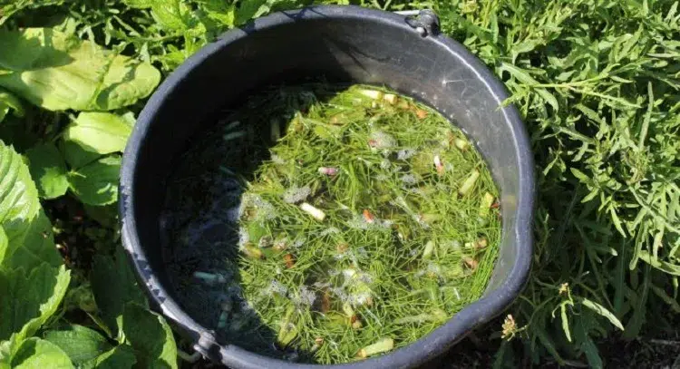 purin de prêles traitement naturel pouriture blanche maladie du blanc mildiou oïdium des concombres courgettes