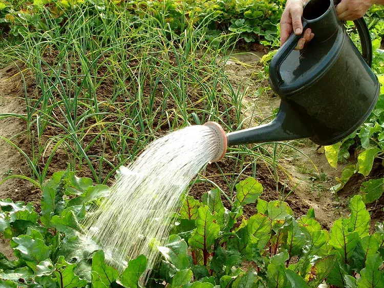 quand arroser pour limiter l'arrosage au jardin économiser l'eau pendant la canicule astuces anti gaspillage eau arrosage plantes chaleur