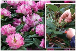 quand et comment tailler un rhododendron jardin conseils taille entretien nettoyage rabattage apres floraison