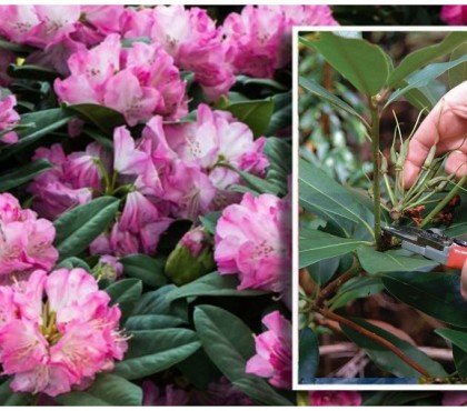 quand et comment tailler un rhododendron jardin conseils taille entretien nettoyage rabattage apres floraison