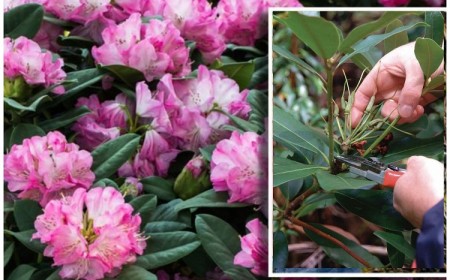 quand et comment tailler un rhododendron jardin conseils taille entretien nettoyage rabattage apres floraison