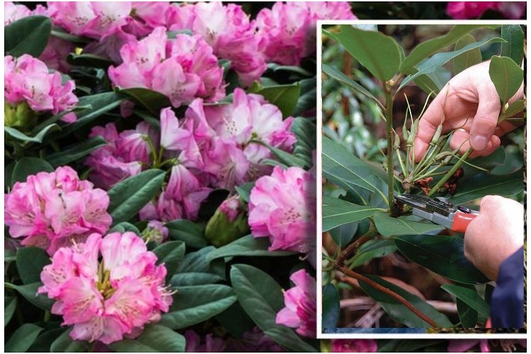 quand et comment tailler un rhododendron jardin conseils taille entretien nettoyage rabattage apres floraison
