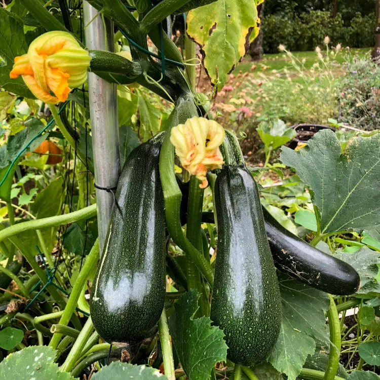 quand faire les semis de courgettes en 2023