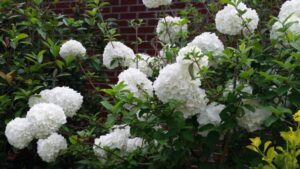 quand fleurit l'arbre boule de neige périodes floraison printemps possible fin été automne