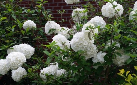 quand fleurit l'arbre boule de neige périodes floraison printemps possible fin été automne
