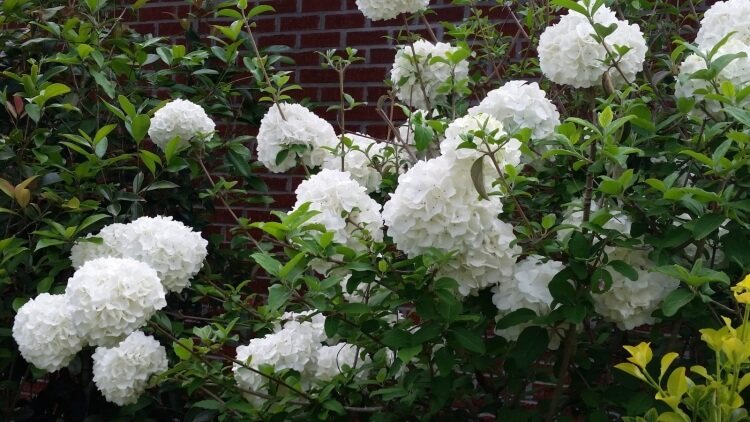 quand fleurit l'arbre boule de neige périodes floraison printemps possible fin été automne