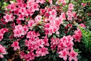 quand mettre de l'engrais aux azalées idées fertilisant naturel booster floraison
