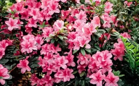 quand mettre de l'engrais aux azalées idées fertilisant naturel booster floraison