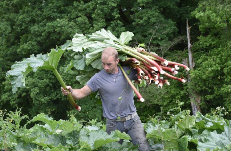 quand récolter la rhubarbe