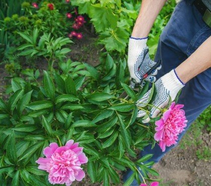 quand tailler pivoine apres floraison printemps été automne