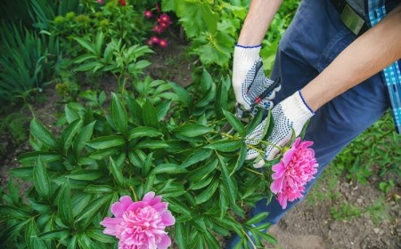 quand tailler pivoine apres floraison printemps été automne