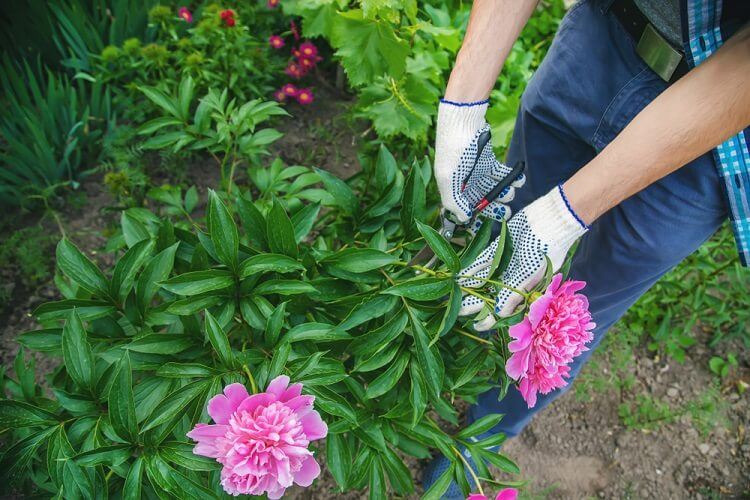 quand tailler pivoine apres floraison printemps été automne