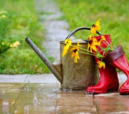 que faire au jardin après la pluie