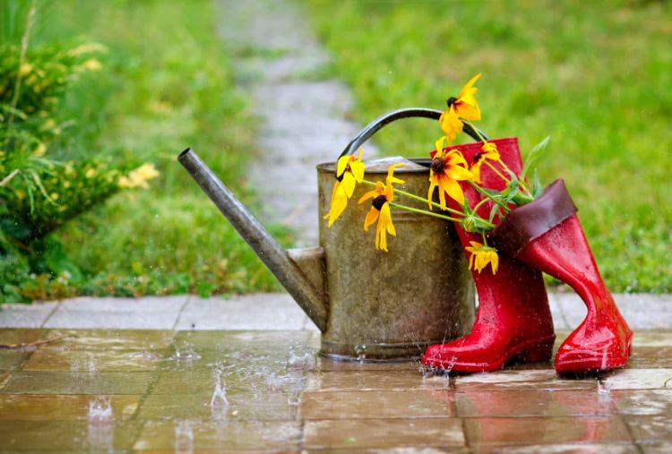 que faire au jardin après la pluie