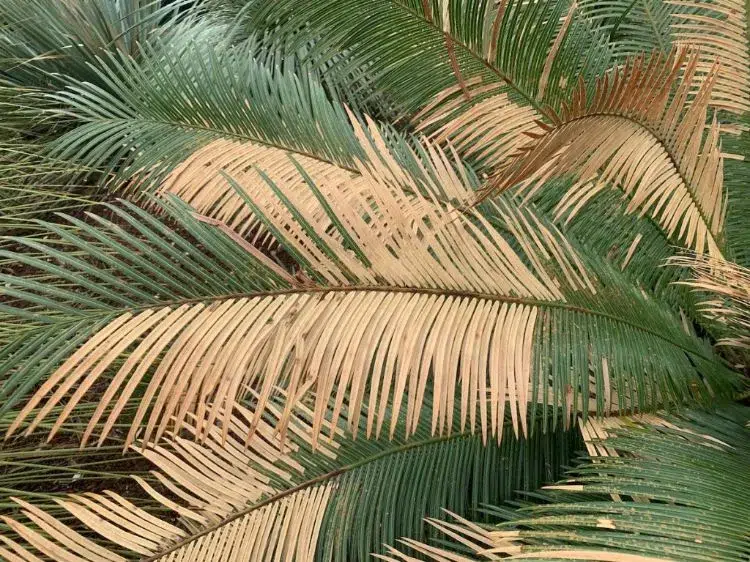 que faire si votre palmier jaunit
