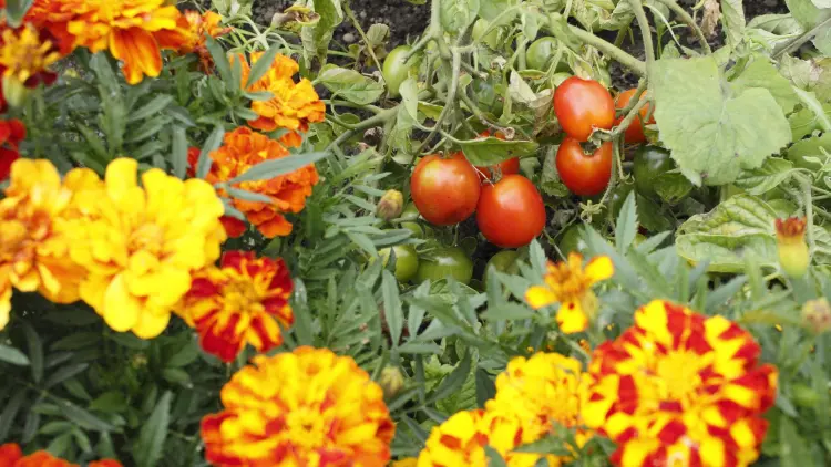 que planter à côté des tomates meilleures plantes compagne anti insectes
