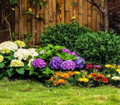 que planter au pied des hertensias hydrangea