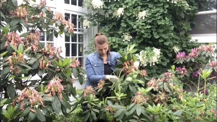 quel est le meilleur moment pour tailler un rhododendron jardin pleine terre ou en pot