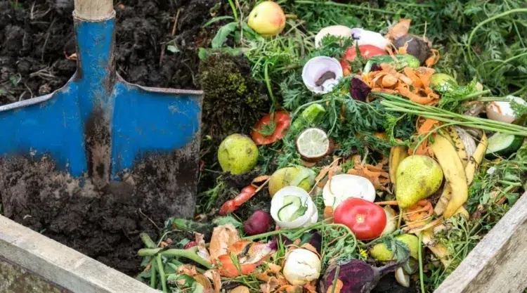 quel fruit ne pas mettre dans le compost réduire déchets suivre recyclage naturel enrichir sol