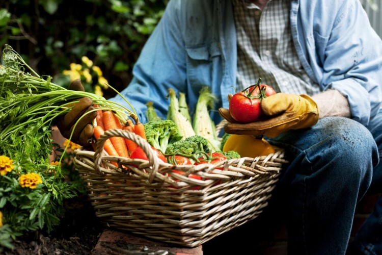 quel légume planter en juillet au potager 2023 semer