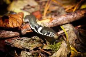 quelle odeur fait fuir les serpents comment repousser les serpents naturellement