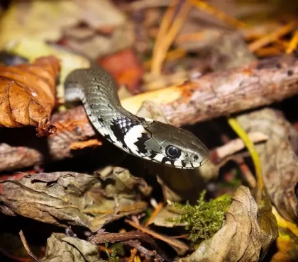 quelle odeur fait fuir les serpents comment repousser les serpents naturellement