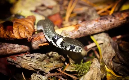 quelle odeur fait fuir les serpents comment repousser les serpents naturellement