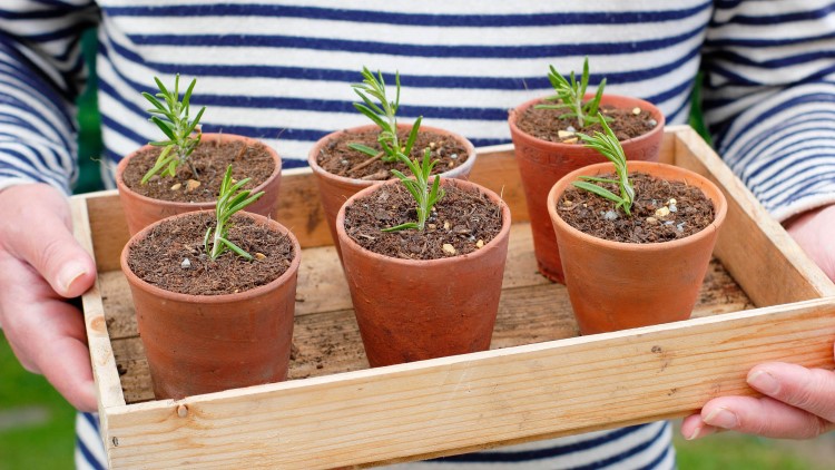 quelle plante bouturer en juin