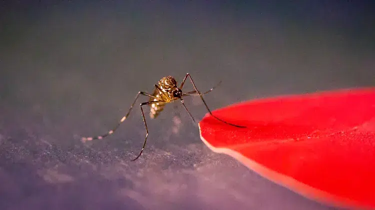 quelles couleurs attirent les moustiques dans la maison comment éviter invasion moustiques en été idées répulsif naturel