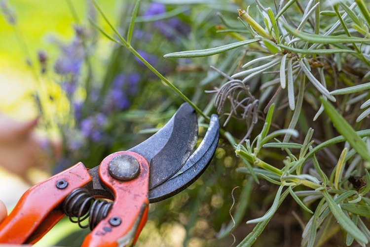 quelles plantes arbres arbustes tailler en juin au jardin que faut il pas tailler conseils taille plantes