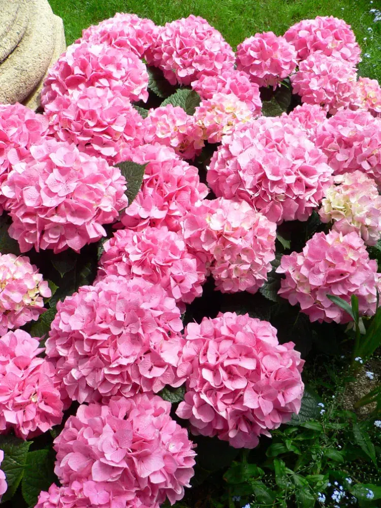 quelles plantes et fleurs pour bouquets secs hortensia fiche culture comment faire sécher idée bouquet mariée 