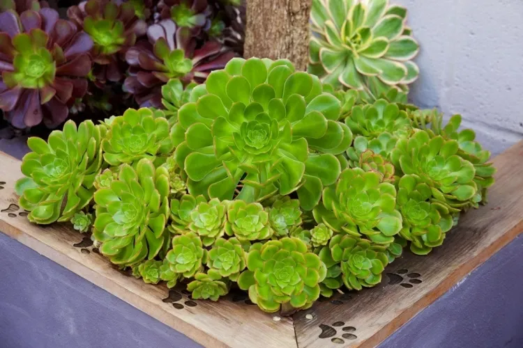 quelles plantes grasses extérieures résistant au soleil aeonium tapis végétal couleur unique panaché