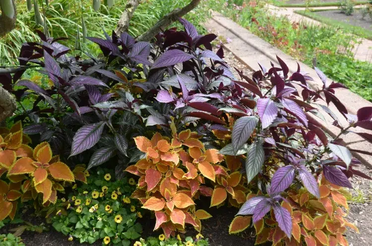 quelles plantes sans entretien pour l’extérieur bouclier persan dyeriana feuillage violet métallique