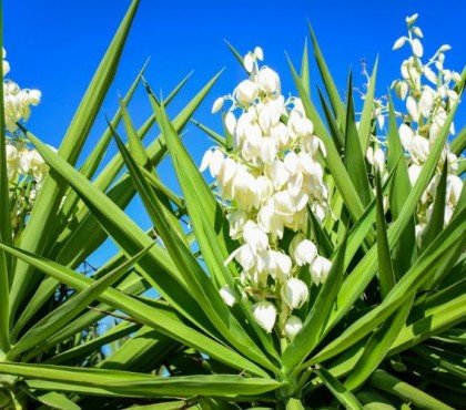 quelles sont les plantes qui supportent la chaleur et la canicule planter jardin plein sud sans arrosage