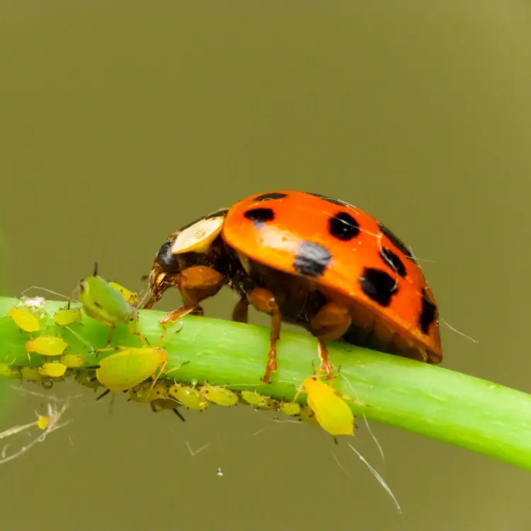 quels insectes mangent les pucerons oiseaux coccinnelle