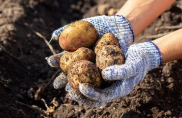 quels signes récolter les pommes de terre floraison récolte précoce laisser tiges sécher