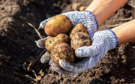 quels signes récolter les pommes de terre floraison récolte précoce laisser tiges sécher