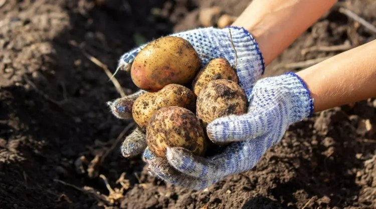 quels signes récolter les pommes de terre floraison récolte précoce laisser tiges sécher