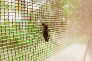 quoi attire les moustiques à la maison trucs astuces pour se débarasser des insectes plantes répulsives anti moustique mouche