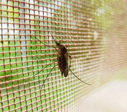 quoi attire les moustiques à la maison trucs astuces pour se débarasser des insectes plantes répulsives anti moustique mouche
