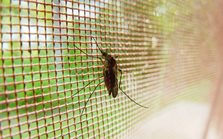 quoi attire les moustiques à la maison trucs astuces pour se débarasser des insectes plantes répulsives anti moustique mouche