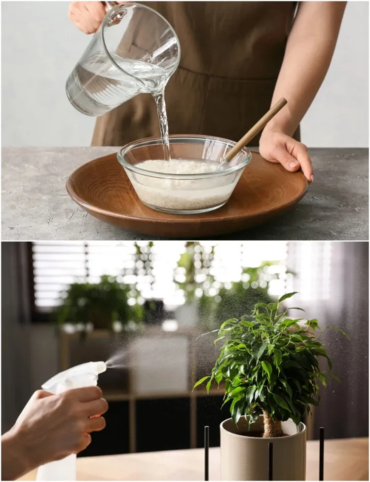 recette préparation eau rinçage de riz plante bienfaits comment utiliser comme engrais naturel plantes pot fleurs fertiliser sol jardin potager légumes astuce croissance rapide