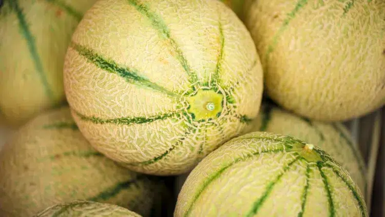 récolter de beaux melons 2023