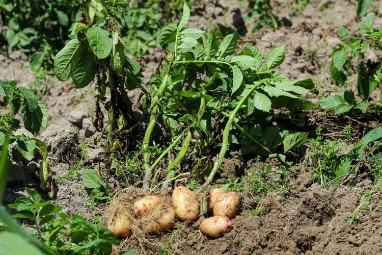 récolter les pommes de terre planter irriguer fertiliser cultiver butiner tout été
