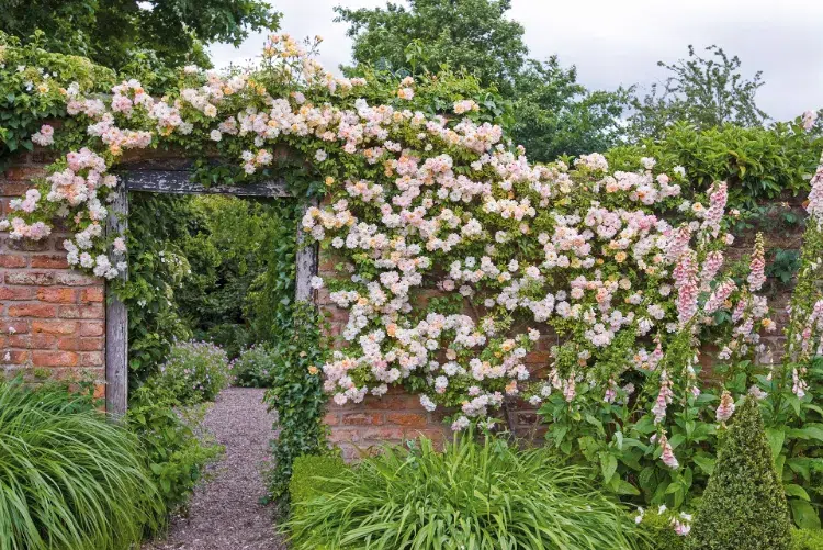 rose grimpante plante brise vue qui pousse vite pour le jardin qui sent bon