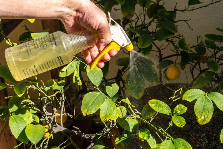 savon noir pucerons plantes souffrent infestation parasitaire alternatives naturelles